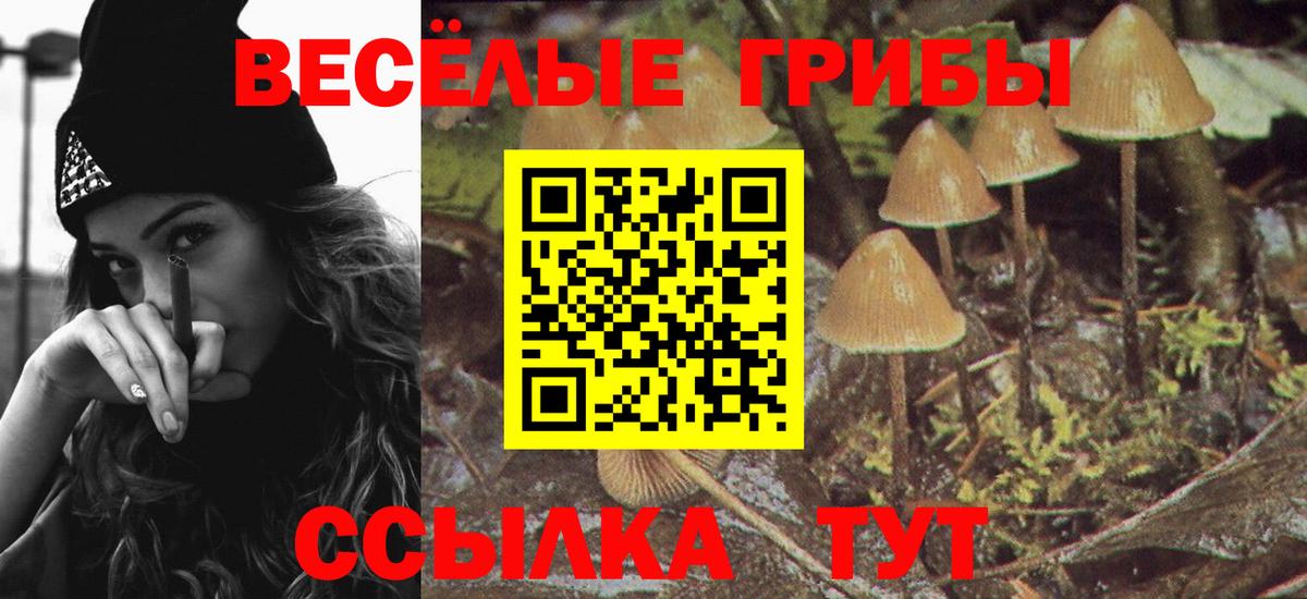 Псилоцибиновые грибы Psilocybine cubensis Абакан
