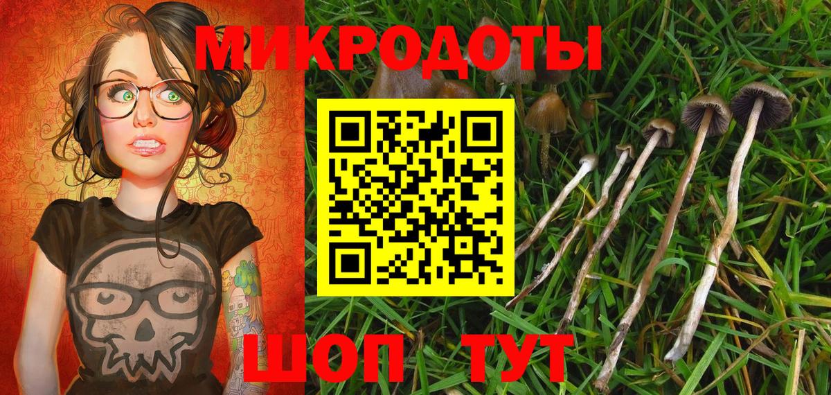 Галлюциногенные грибы Psilocybine cubensis  Абакан  Галлюциногенные грибы мицелий 